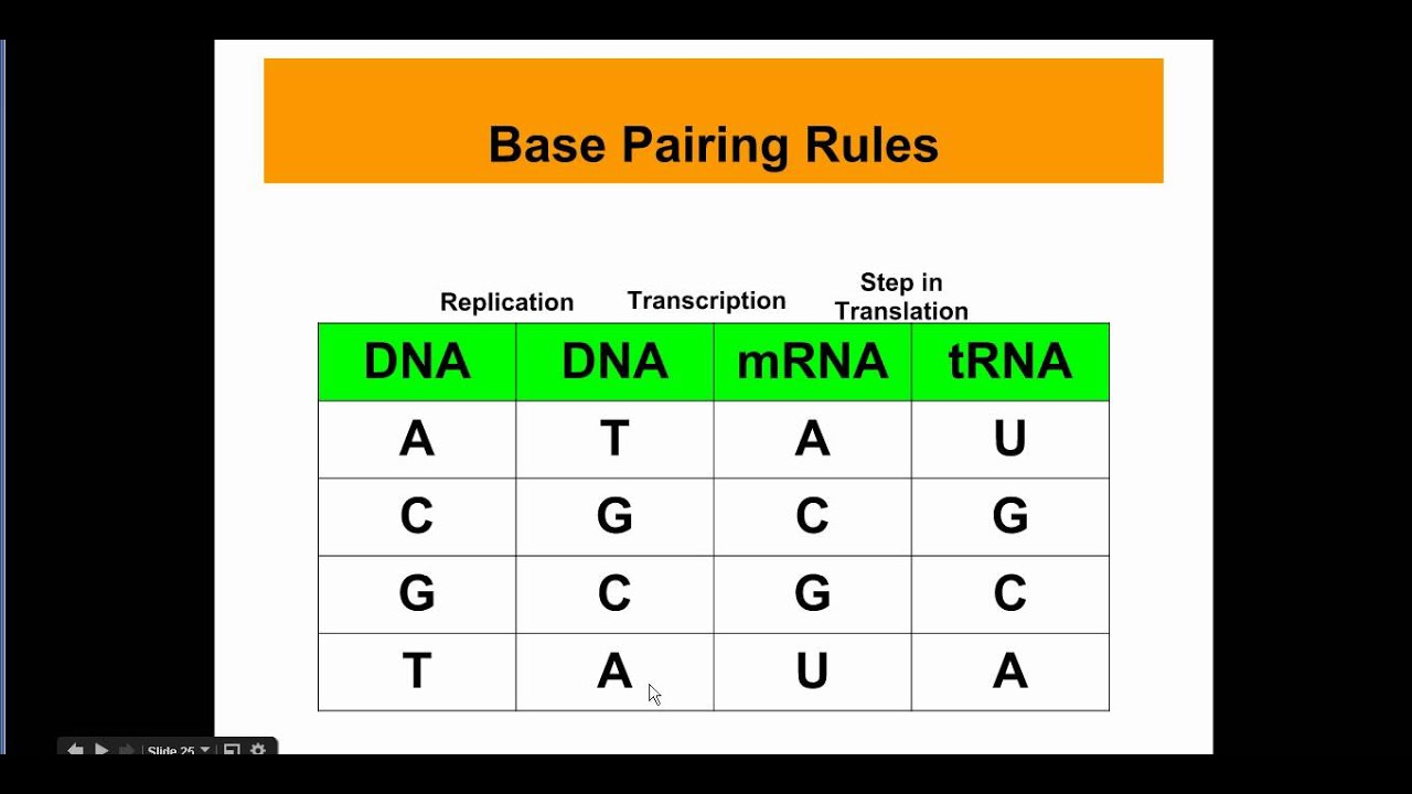 what-are-the-dna-base-pairing-rules-lasopasandiego